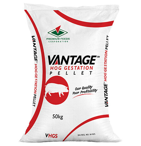 Vantage Hog Gestation